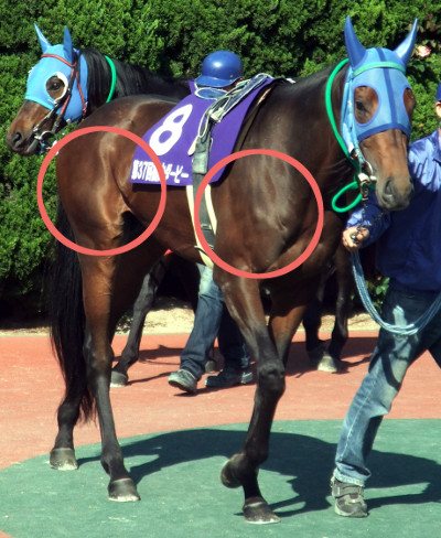 ダート馬の特徴と血統 競馬で勝つ方法 研究レポート うまめし Com 競馬必勝法