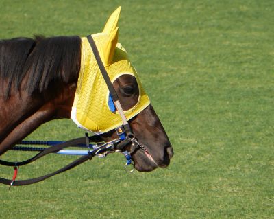 通常のパドックでの馬の様子